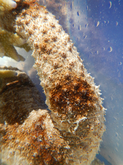 Ashy Pink Sea Cucumber